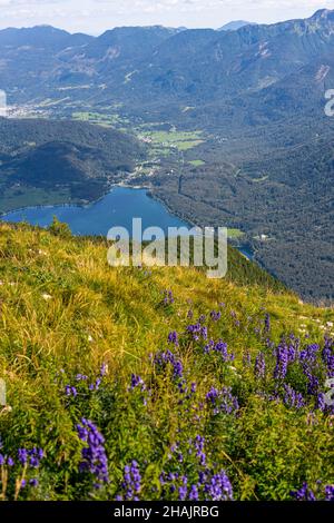 Schöner Blick auf den Bohinj See im Triglav Nationalpark in den slowenischen Julischen Alpen. Stockfoto