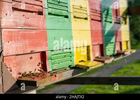 Bienen fliegen vor dem bunten Bienenstock in Slowenien Stockfoto