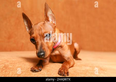 Ein kleiner Hund liegt auf dem Sofa. Der unglückliche Welpe ruht auf dem Bett. Das Tier wurde krank. Trauriger, großohriger Welpe. Mini-Pinscher. Stockfoto