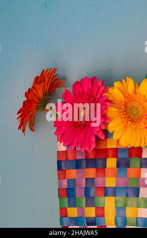 Drei Gerbera-Blumen in einer farbenfrohen gewebten Tasche, lebhaft und farbenfroh auf einem helltürkisfarbenen Hintergrund. Stockfoto