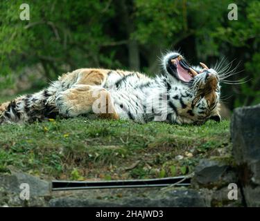 Nahaufnahme des Tigers, der auf dem Rasen liegt und gähnt. Stockfoto