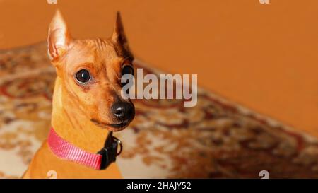 Porträt eines kleinen, glatthaarigen Hundes. Großer, brauner Hund. Ein Haustier. Die Schnauze, die schwarze Nase und die Augen des Tieres. Nahaufnahme. Mini-Pinscher. Stockfoto