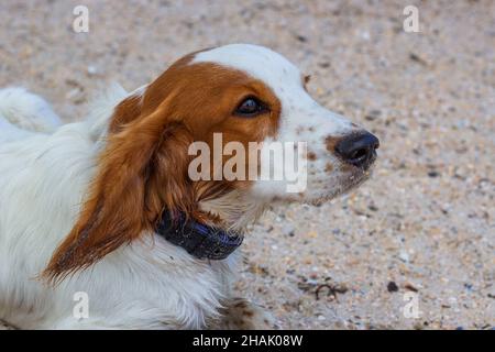 Welsh Springer Spaniel Jagdhund in der Natur Stockfoto