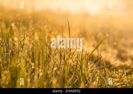 Wiesengras mit Tautropfen in der morgendlichen Nahaufnahme Stockfoto