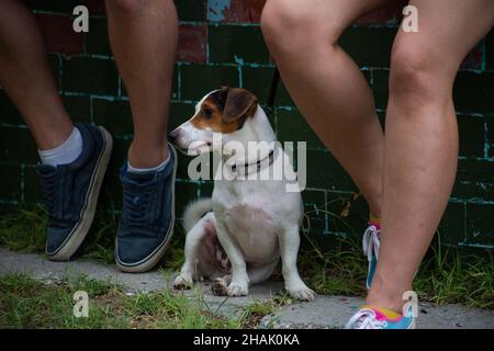 Der Hund der Rasse Jack Russell sitzt auf dem Gras in der Nähe der Füße der Besitzer Stockfoto