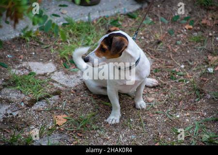Der Hund der Rasse Jack Russell sitzt auf dem Gras Stockfoto