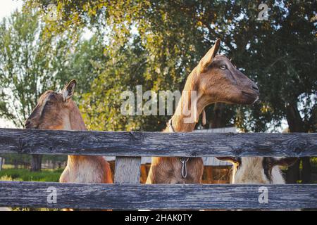 Drei Ziegen hinter dem Holzzaun auf dem Feld unter hohen Bäumen Stockfoto