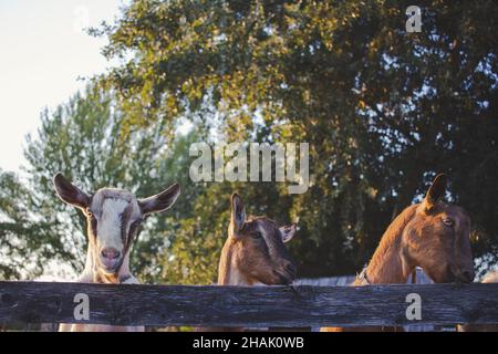 Drei Ziegen hinter dem Holzzaun auf dem Feld unter hohen Bäumen Stockfoto