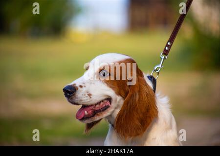 Welsh Springer Spaniel Jagdhund in der Natur Stockfoto