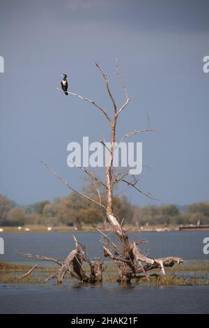 Der große Kormoran (Phalacrocorax carbo) sitzt auf einem Baum Stockfoto