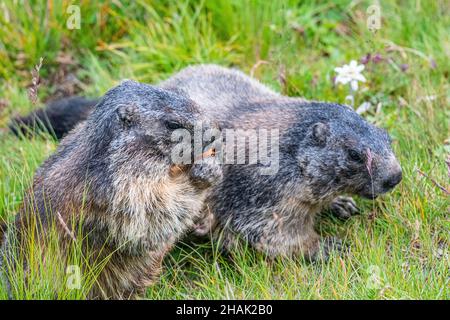 Alpine Murmeltier vor seiner Höhle im Nationalpark hohe tauern im Spätsommer Stockfoto