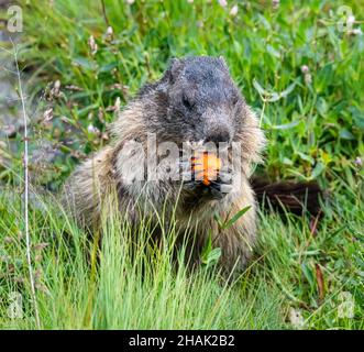 Alpine Murmeltier vor seiner Höhle im Nationalpark hohe tauern im Spätsommer Stockfoto