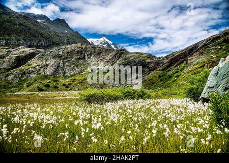 Hochmoor Sandersee im Nationalpark hohe tauern, Großglockner Stockfoto