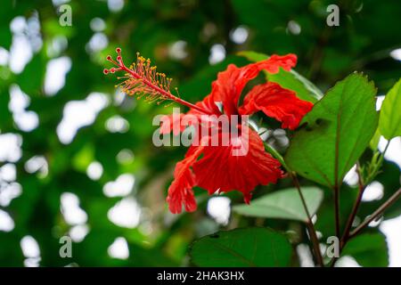 Puerto Ricos Red Flor de Maga Blume vor grünem Bokeh Hintergrund Stockfoto