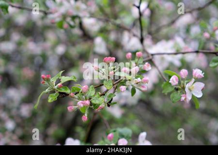 Trauben von rosa und weißen Apfelblüten auf dem Ast Stockfoto
