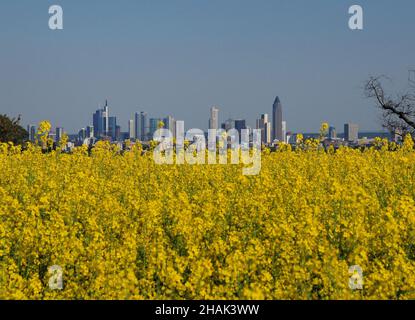 Blick von den Rapsfeldern in den Taunusbergen auf die Skyline der Bankerstadt Frankfurt am Main in Hessen bei Einem schönen Frühlingsgefühle Stockfoto