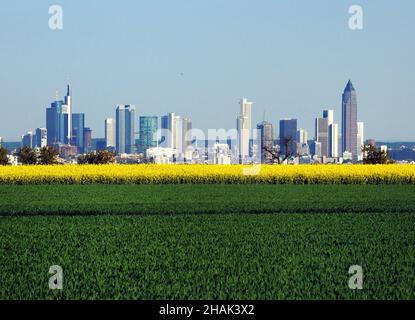 Blick von den Rapsfeldern in den Taunusbergen auf die Skyline der Bankerstadt Frankfurt am Main in Hessen bei Einem schönen Frühlingsgefühle Stockfoto