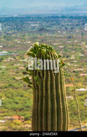 Ein Saguaro Kaktus mit Blüten, mit Blick auf das grüne Tal Stockfoto