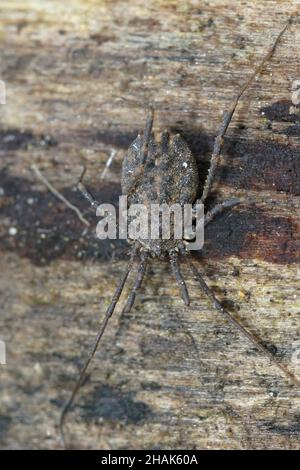 Nahaufnahme eines ungewöhnlichen Harvestman, Homalenotus quadridentatus, ha Stockfoto