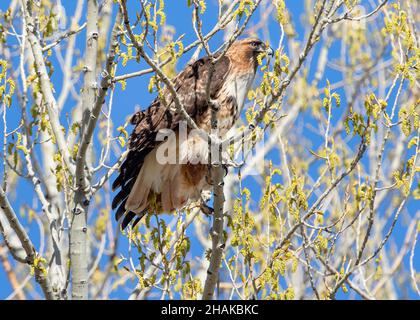 Nahaufnahme eines Red-tailed Hawk, der sein Bein ausstreckt, während er im Frühling auf einem frisch aufkeimenden Baum thront, mit einem wunderschönen blauen Himmel im Hintergrund. Stockfoto