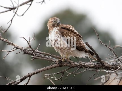 Nahaufnahme eines jungen Red-tailed Hawk mit schönem flauschigen Gefieder, der zurückblickt, während er auf einem Ast thront und von einem Evergreen-Baum umrahmt wird. Stockfoto