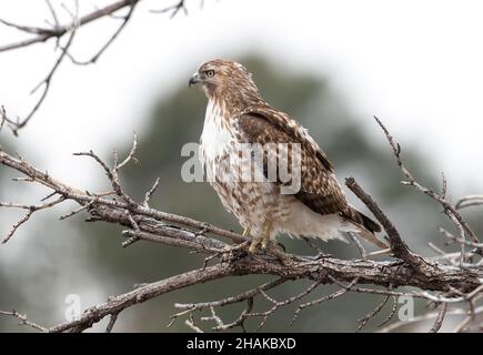 Ein junger Rotschwanziger Hawk mit wunderschönen Federn, der in die Ferne blickt, während er auf einem Baum thront und von einem weit entfernten Evergreen-Baum eingerahmt wird. Stockfoto