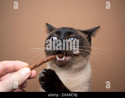 Von Hand füttern hungrige Seal Point siamkatze mit Leckereien Stick auf braunem Hintergrund Stockfoto