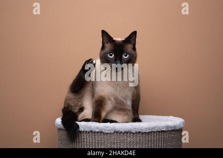 Seal Point siamkatze, die auf einem kratzenden Fass sitzt und während der Pflege auf braunem Hintergrund mit Kopierraum neugierig auf die Kamera schaut Stockfoto