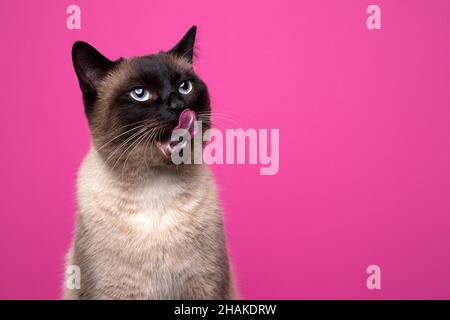 Hungrige Robbenspitze siamesische Katze leckt Lippen und schaut neugierig auf rosa magenta Hintergrund mit Kopierraum Stockfoto