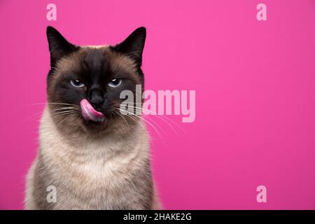 Seal Point siam Katze Blick auf Kamera hungrig lecken Lippen Porträt auf rosa Hintergrund mit Kopierraum Stockfoto