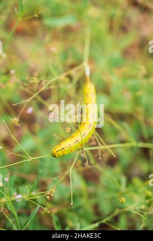 Makroaufnahme der weiß ausgekleideten Sphinx-Mottenraupe auf der Vegetation. Stockfoto