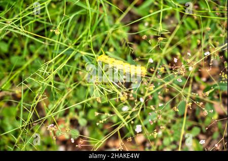 Weiß gefütterte Sphinx Moth Caterpillar füttert Wildblumen Stockfoto