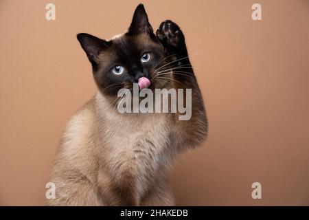 Niedliche verspielte Seal Point siamese Katze heben Pfote ragen aus Zunge Pflege auf braunem Hintergrund mit Kopieplatz Stockfoto