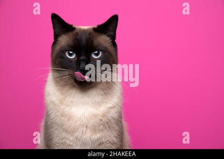 Seal Point siam Katze Blick auf Kamera hungrig lecken Lippen Porträt auf rosa Hintergrund mit Kopierraum Stockfoto