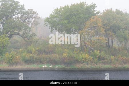 Trumpter Schwan Familie (Cygnus buccinator) im Nebel, auf See, Herbst, E USA, von Dominique Braud/Dembinsky Photo Assoc Stockfoto