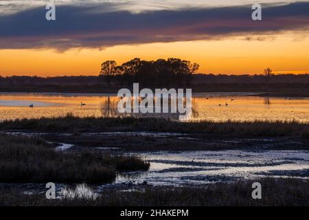 Trompeter Swans (Cygnus buccinator) im Teich bei Sonnenuntergang, Crex Meadows Wildlife Management Area, WI, USA, von Dominique Braud/Dembinsky Photo Assoc Stockfoto