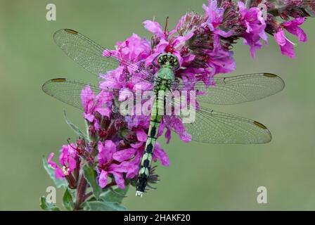 Östliche Pondhawk Skimmer-Libelle (Erythemis simplicicollis), die auf purpurnen Loosestrife-Blumen, E USA, von Skip Moody/Dembinsky Photo Assoc ruht Stockfoto