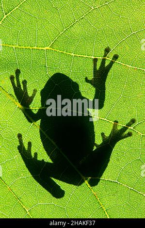 Grauer Baumfrosch (Hyla versicolor), Silhouette, auf wildem Traubenblatt (Vitis riparia), E USA, von Skip Moody/Dembinsky Photo Assoc Stockfoto