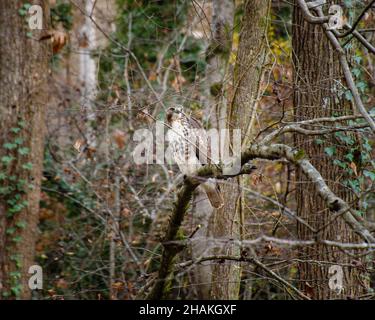 Tierwelt in den Feuchtgebieten Stockfoto