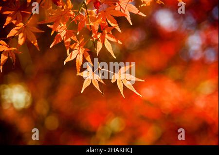 Rote Ahornblätter, die im Herbst in Tokio als Momiji bekannt sind. Stockfoto