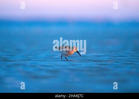 Dunlin im Winter Gefieder auf dem Watt auf der Hilton Head Island, South Carolina Stockfoto