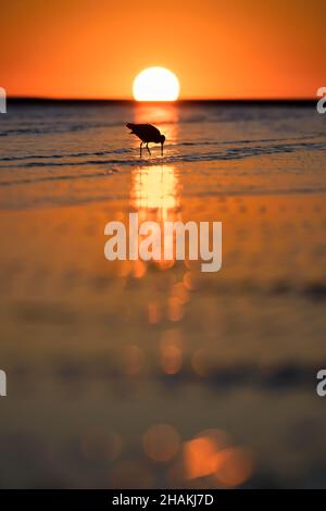 Silhouette eines marmorierten Godwit, der in einem seichten Wasser auf Hilton Head Island, South Carolina, USA, sucht Stockfoto