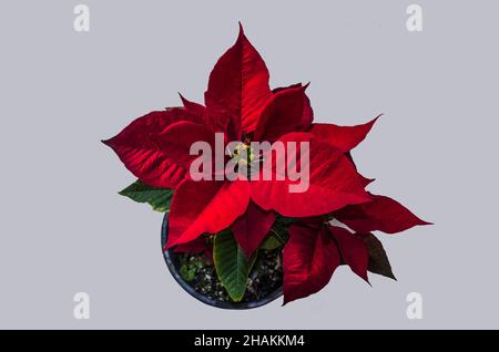 Poinsettia ist ein Weihnachtsstern mit leuchtend großen roten Blättern in einem Blumentopf auf einem weiß-blauen Hintergrund Stockfoto