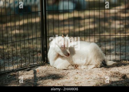 Entzückende weiße kleine Ziege sitzt im Käfig Stockfoto