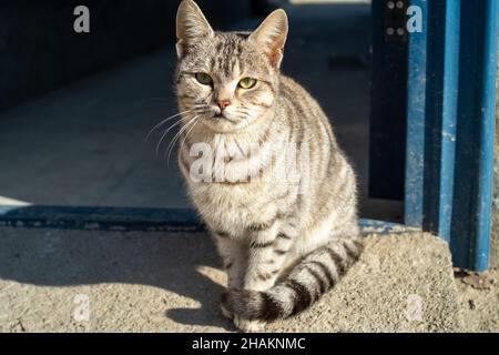 Niedlich und liebenswert Katze im Freien. Stockfoto