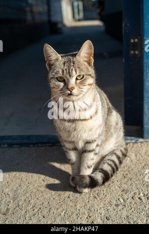 Niedlich und liebenswert Katze im Freien. Stockfoto