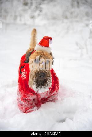 Irischer, weich beschichteter Terrier mit Weizenbesen. Ein flauschiger roter Hund in einem roten Neujahrsanzug posiert in einem schneebedeckten Wald. Stockfoto