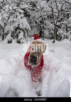 Irischer, weich beschichteter Terrier mit Weizenbesen. Ein flauschiger roter Hund in einem roten Neujahrsanzug posiert in einem schneebedeckten Wald. Stockfoto