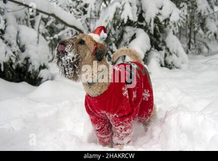 Irischer, weich beschichteter Terrier mit Weizenbesen. Ein flauschiger roter Hund in einem roten Neujahrsanzug posiert in einem schneebedeckten Wald. Stockfoto