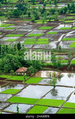 Reisfeld in Quadraten Muster im Monsun Stockfoto